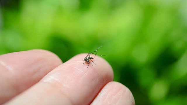 Saiba as diferenças entre o Aedes aegypti e o pernilongo doméstico